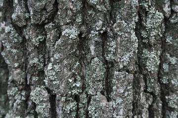Texture is pure the bark of a tree