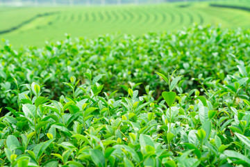 Green tea leaves in a tea plantation in morning