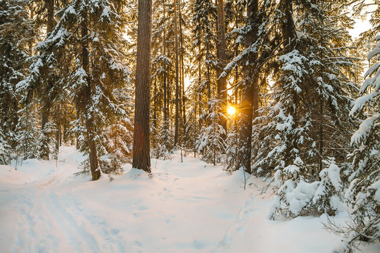 winter landscape with forest and sunset