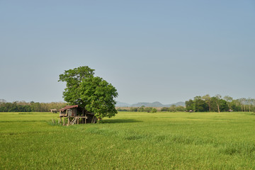 Hut in rice field