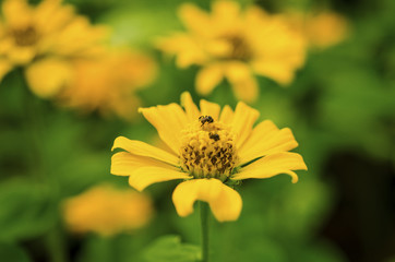 Yellow flowers blurred against a green background.