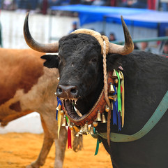 bull in spain