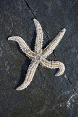 Star fish on a rock