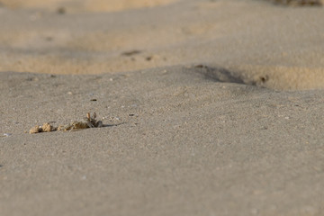 Atlantic Ghost Crab emerging from sand burrow on Boa Vista, Cape Verde