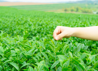 Hand Picking Tea Leaf in Tea plantation