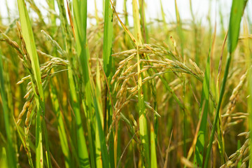 Yellow green rice field, close up