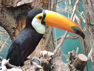 Toucan in Copenhagen Zoo