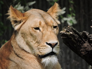 Lion in Copenhagen Zoo