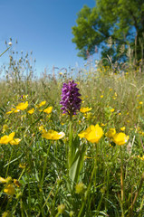 Orchid in meadow