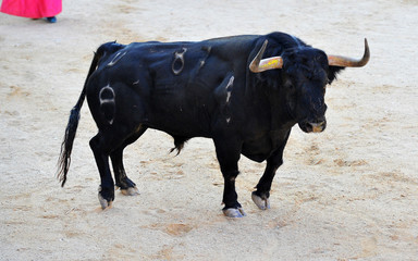 bull in spain
