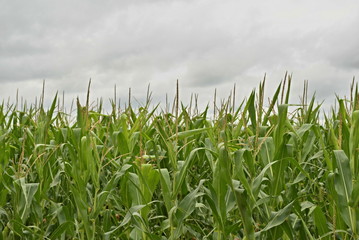 Corn Field Close Up