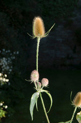 Teasel in morning sun