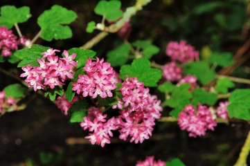 Ribès Sanguinéum en fleurs