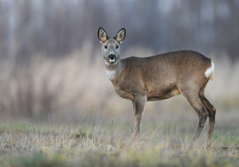 Roe deer (Capreolus capreolus)