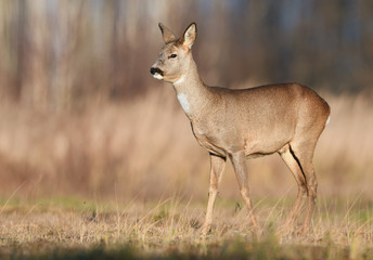 Naklejka na ściany i meble Roe deer (Capreolus capreolus)