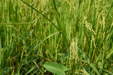 Yellow green rice field, close up