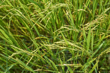 Fototapeta na wymiar Yellow green rice field, close up