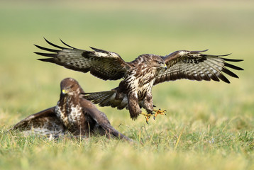Common buzzard (Buteo buteo)