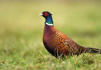 Ringneck Pheasant (Phasianus colchicus)