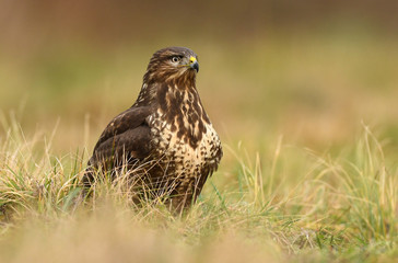 Common buzzard (Buteo buteo)