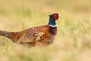 Ringneck Pheasant (Phasianus colchicus)