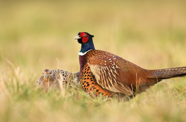 Ringneck Pheasant (Phasianus colchicus)