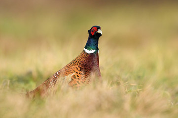 Ringneck Pheasant (Phasianus colchicus)
