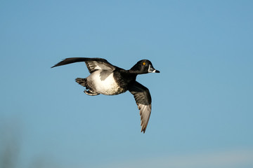 Ring-Necked Duck - Flight
