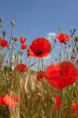 Obraz premium Corn poppy flowers