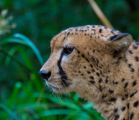 Captive Cheetah