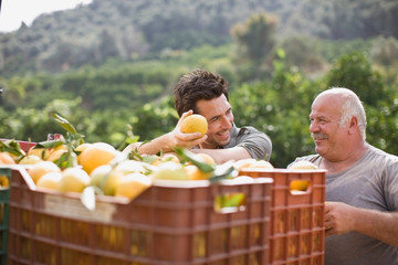 Men working at orange plantation