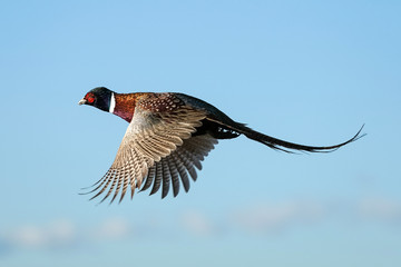 Rooster - Flight - Pheasant - obrazy, fototapety, plakaty