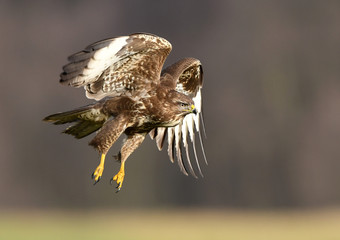 Common buzzard (Buteo buteo)