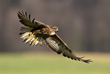 Common buzzard (Buteo buteo)