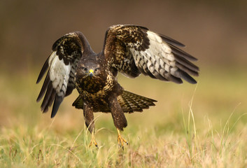 Common buzzard (Buteo buteo)