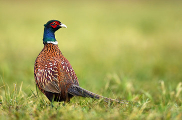 Ringneck Pheasant (Phasianus colchicus)
