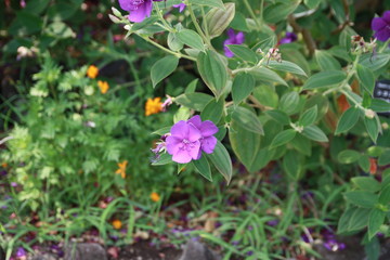 Obraz na płótnie Canvas 紫の花