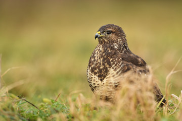 Common buzzard (Buteo buteo)