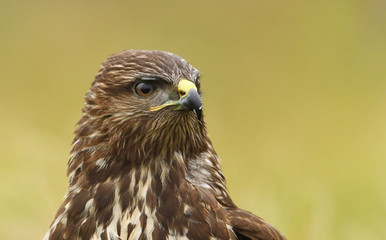 Common buzzard (Buteo buteo)