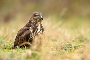 Common buzzard (Buteo buteo)