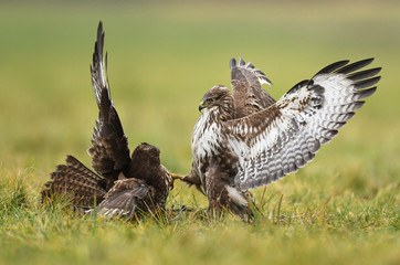 Common buzzards (Buteo buteo) fighting