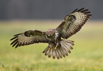 Common buzzard (Buteo buteo)