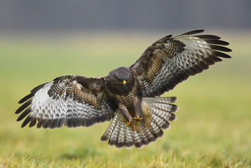 Common buzzard (Buteo buteo)