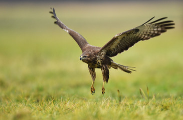 Common buzzard (Buteo buteo)