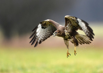 Common buzzard (Buteo buteo)