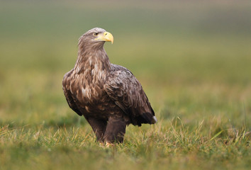 White tailed eagle (Haliaeetus albicilla)