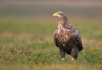 White tailed eagle (Haliaeetus albicilla)
