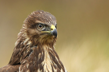 Common buzzard (Buteo buteo)