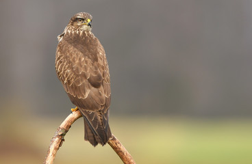 Common buzzard (Buteo buteo)