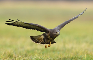 Common buzzard (Buteo buteo)